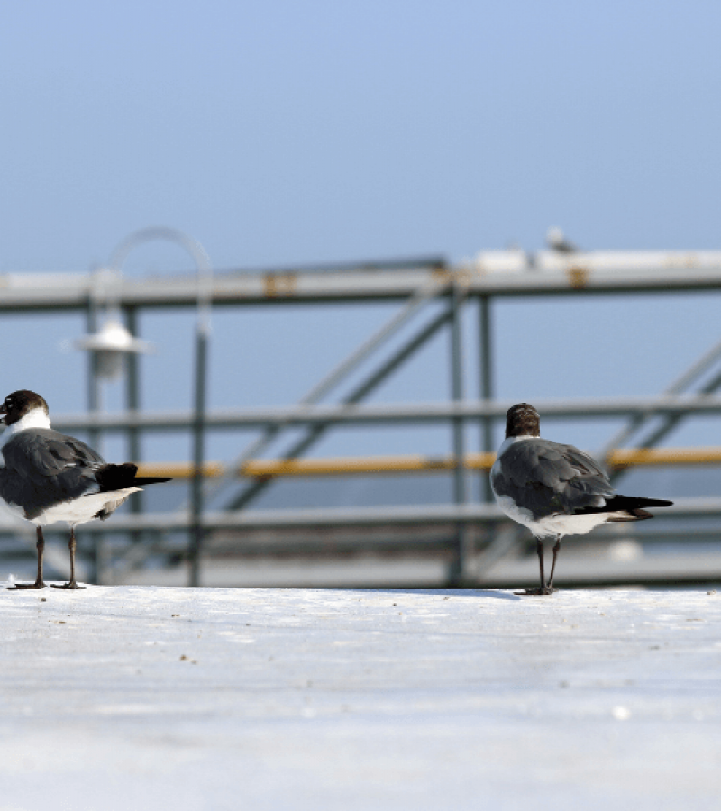 The Dangers of Birds: How They Can Damage Your Commercial Roof and What you can do to Prevent It